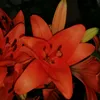habiba_2705