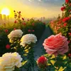 aqeelsalh8