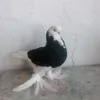 ahmed3131112222