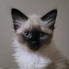 djkitty53
