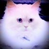 yousefabdullah0