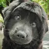 Nhà Cá Nóc