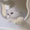 🎀