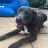 macattackdog