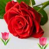flowery_446