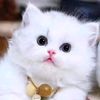 catlover1122