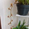 ratnaningsih65617
