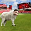 d1_mike_evans_glazzer