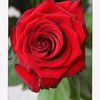 habilaltay02