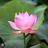 dharma_marga