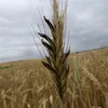 zoz_eu4147