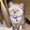 babytoulouse
