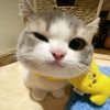 jihan.xpn