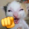 seul_sc