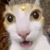 kylweirdasf
