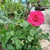 nguyentran_138