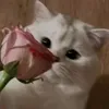 vlcice4