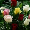 gardenia_11e