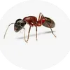 reon.eldrich.dan