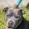 thedoglifedorsetoffical