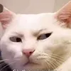 .dng109