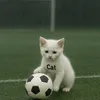 catxinhiu07