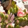 floristlor