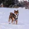 ShibaShowtime