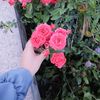 arabi_yam04