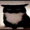 natannmewing