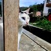 tini.la.gordita