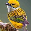 nazrul4458