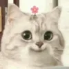 xzvicax