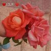 imane.oman
