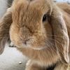 bunnierabit