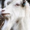 billygoat506