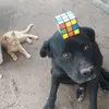 cubo.blade