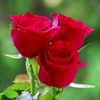 abdu.arahman.al.am
