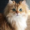 petsupplies17