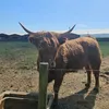 cowlover_88