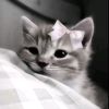 athoi_10