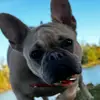 belugaxxx