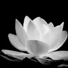 trn.tng.an.giang