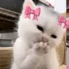 jannah_jojo12