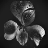 iovemuse2