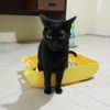 mimishu06