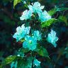 prettiestblue