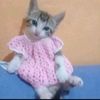 mobilecatgirl