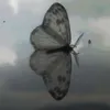 imabutterfly040