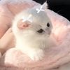 i_love_my_cats_21